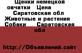 Щенки немецкой овчатки › Цена ­ 8 000 - Саратовская обл. Животные и растения » Собаки   . Саратовская обл.